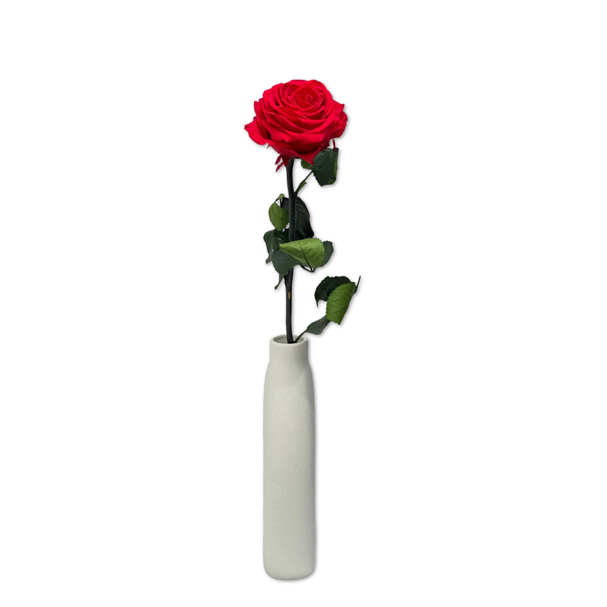 Red Long Stem Rose Large Bloom  - Vase NOT included
