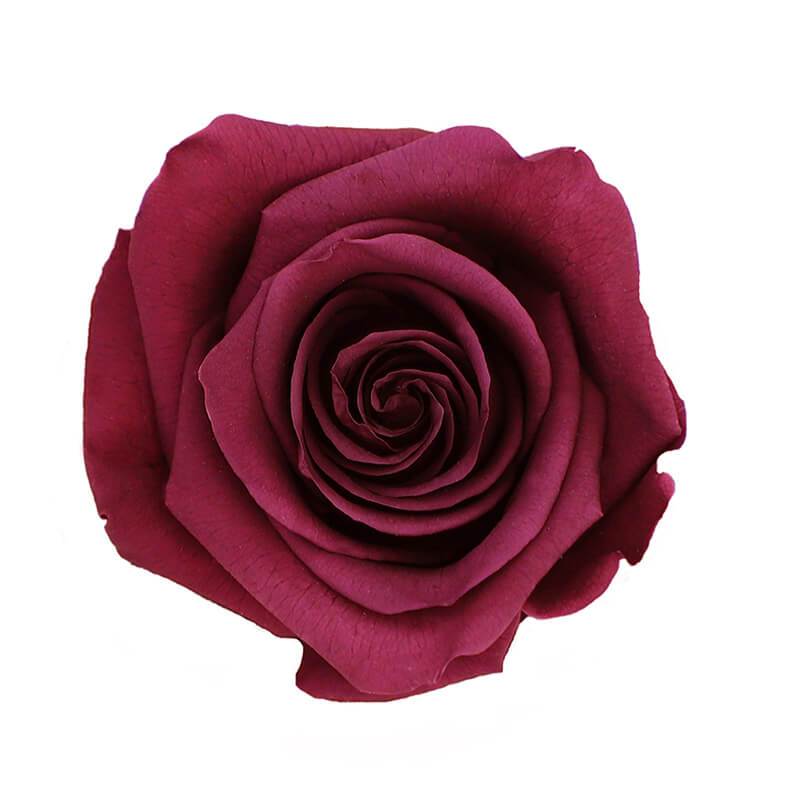 144 Blooms Burgundy Color Wholesale Preserved Roses