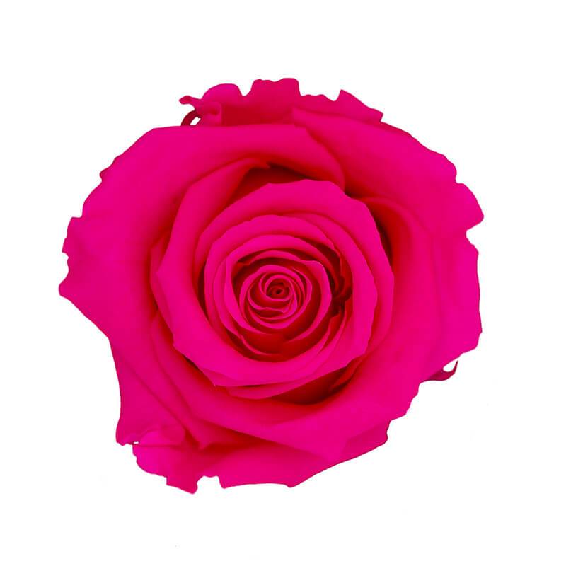 144 Blooms Dark Pink Color Wholesale Preserved Roses