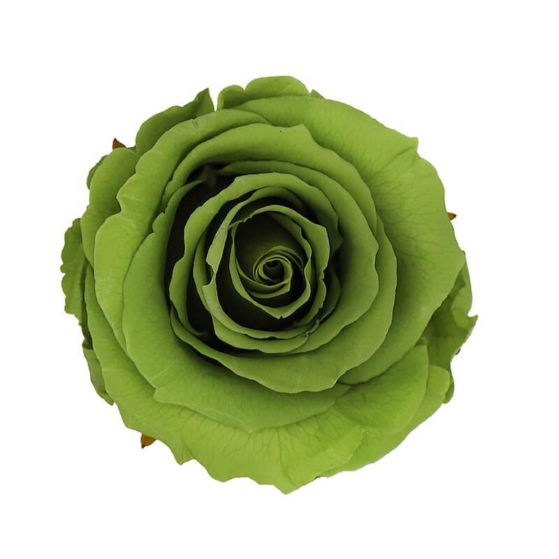 144 Blooms Green Color Wholesale Preserved Roses