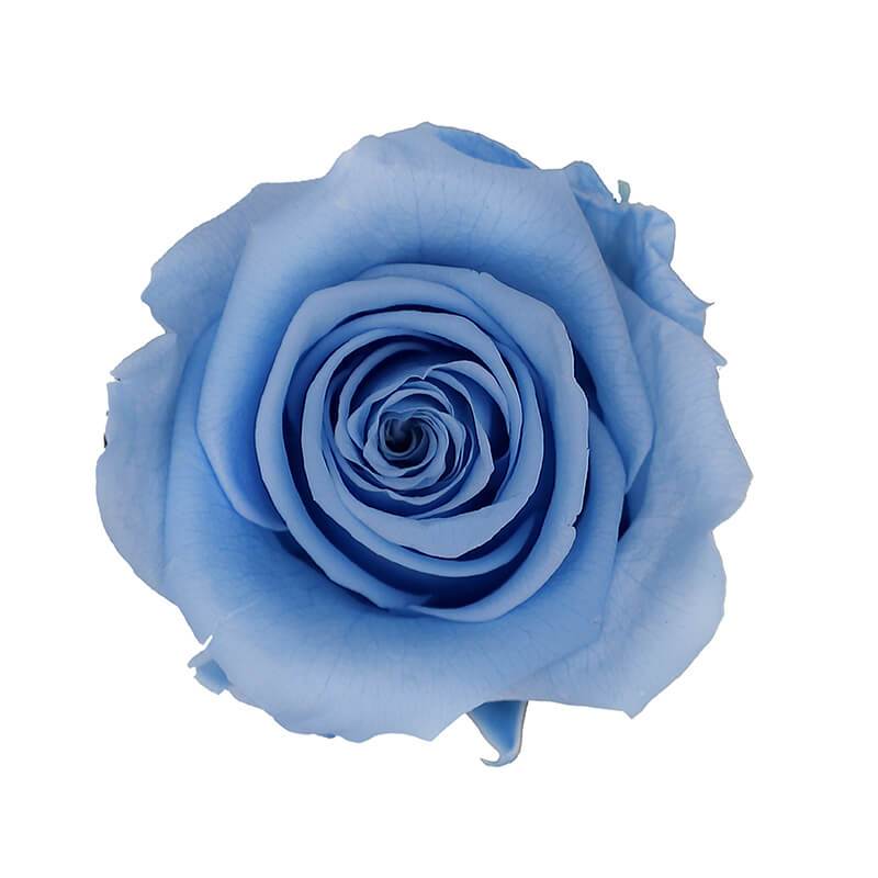 144 Blooms Light Blue Color Wholesale Preserved Roses Le Jardin Infini