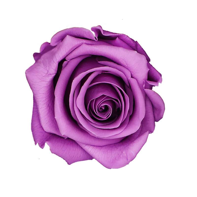 144 Blooms Lilac Color Wholesale Preserved Roses Le Jardin Infini
