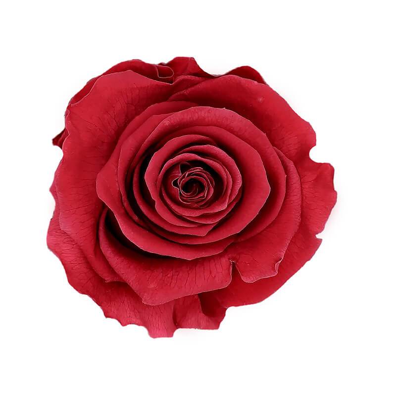 144 Blooms Cranberry Color Wholesale Preserved Roses