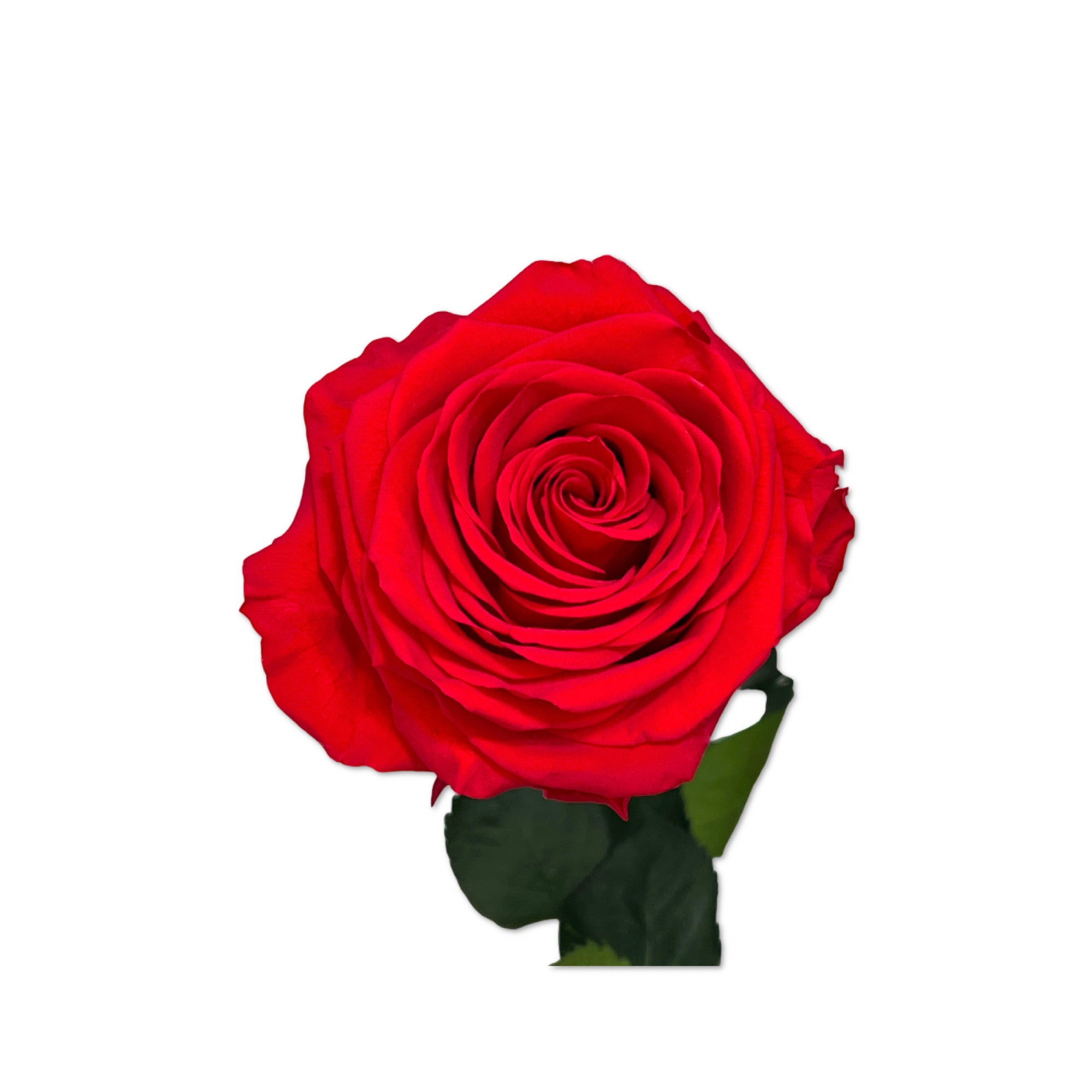 Red Long Stem Rose Large Bloom  - Vase NOT included