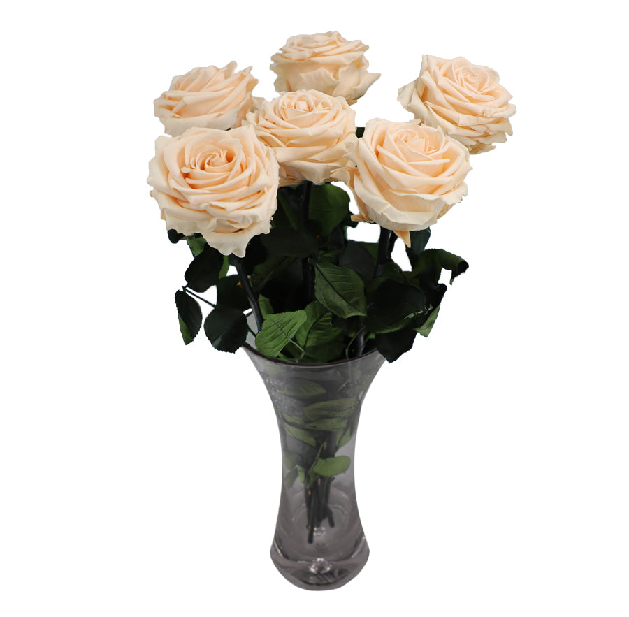 6 Large Bloom Champagne Long Stem Roses - Vase NOT included