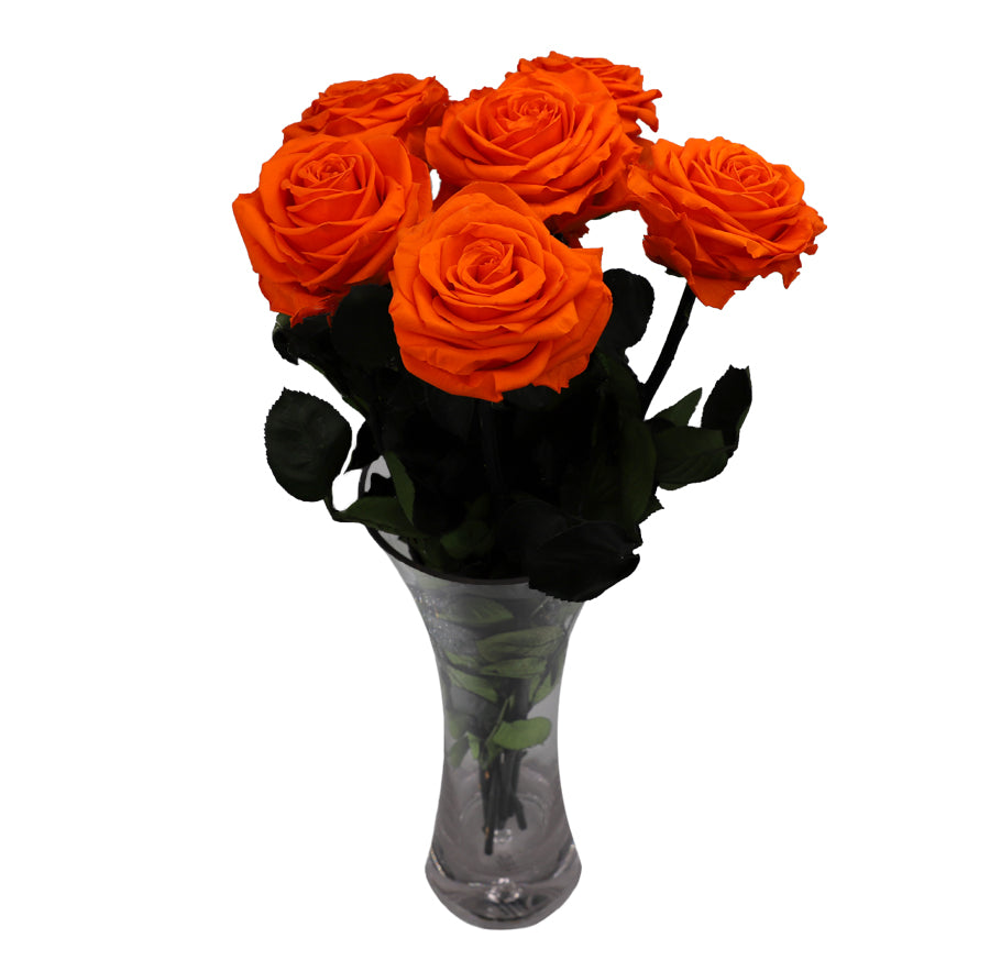 6 Large Bloom Orange Long Stem Roses - Vase NOT included