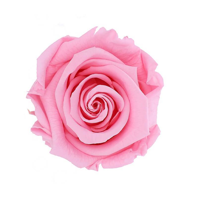 144 Blooms Bridal Pink Color Wholesale Preserved Roses