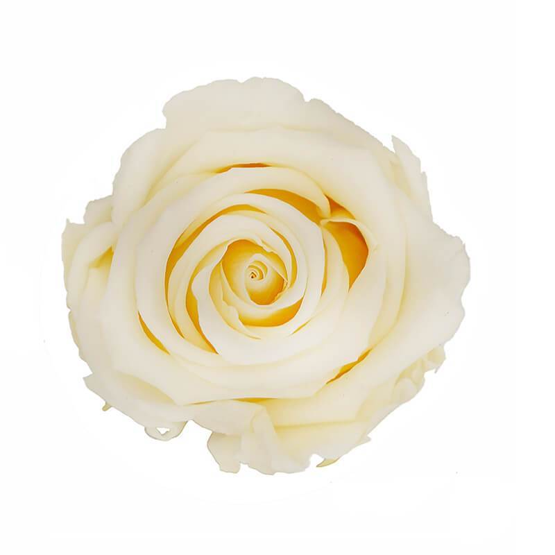 144 Blooms Champagne Color Wholesale Preserved Roses