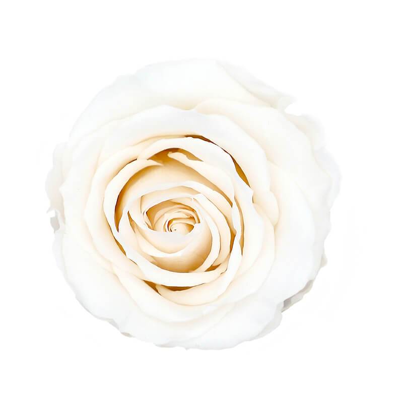 144 Blooms Cream Color Wholesale Preserved Roses