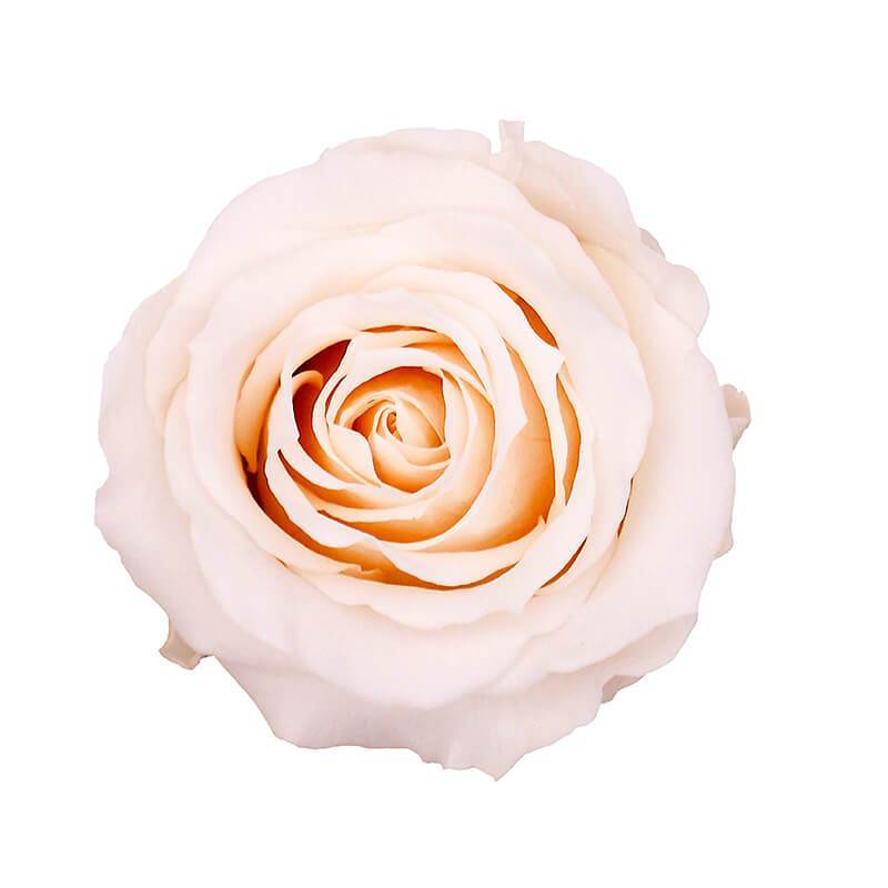 144 Blooms Cream Pink Color Wholesale Preserved Roses