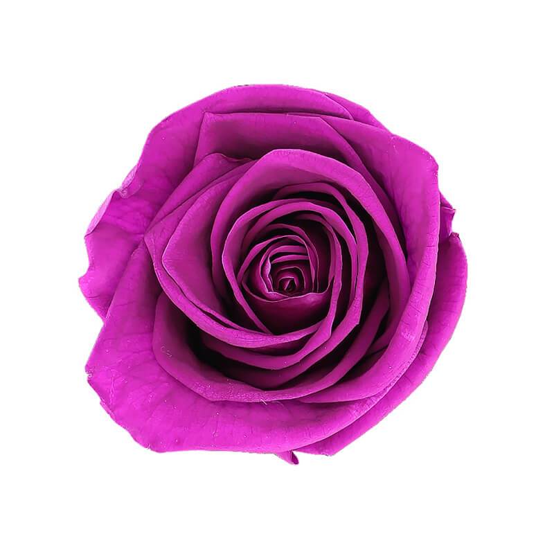 144 Blooms Fuchsia Color Wholesale Preserved Roses