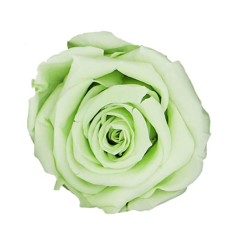 144 Blooms Green Tea Color Wholesale Preserved Roses