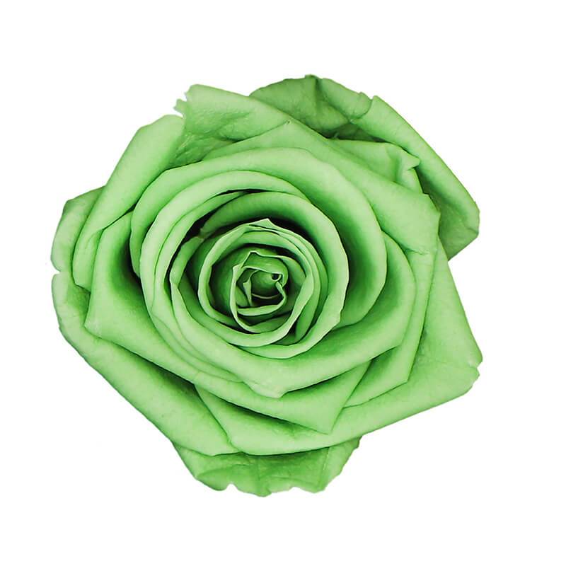 144 Blooms Neon Green Color Wholesale Preserved Roses Le Jardin Infini