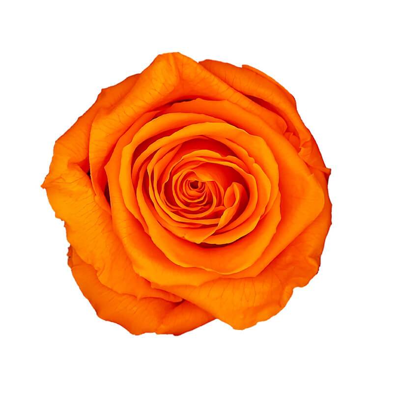 144 Blooms Orange Color Wholesale Preserved Roses Le Jardin Infini