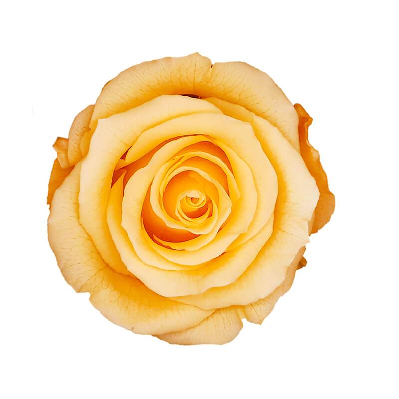 144 Blooms Peach Color Wholesale Preserved Roses Le Jardin Infini
