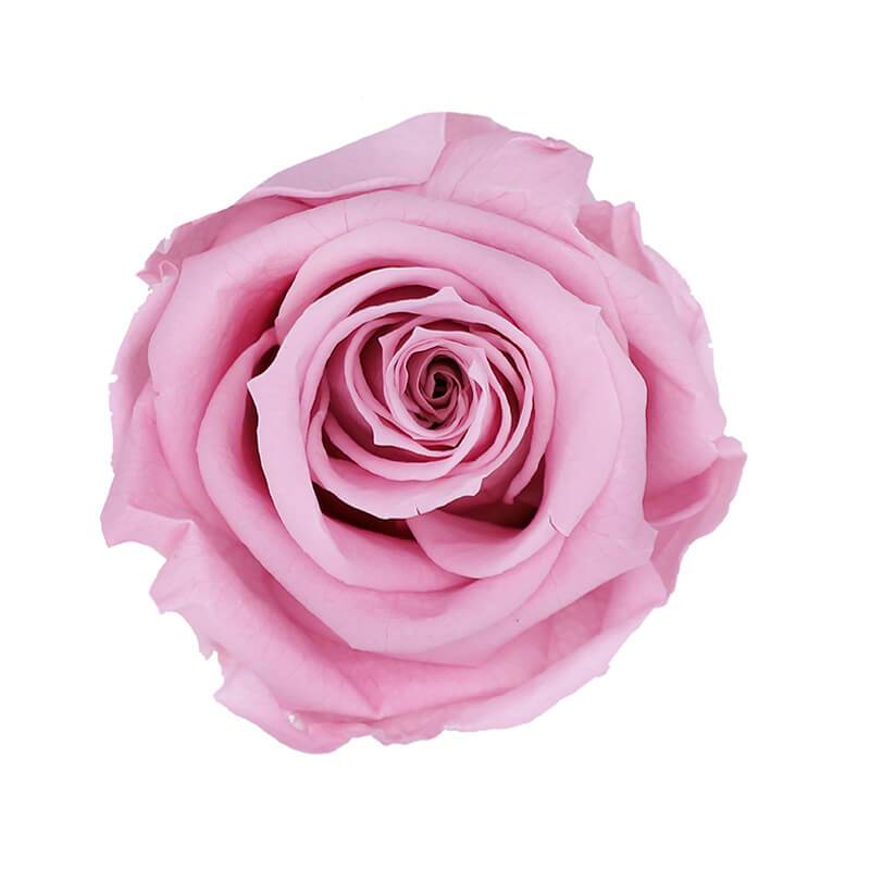 144 Blooms Pastel Pink Color Wholesale Preserved Roses Le Jardin Infini