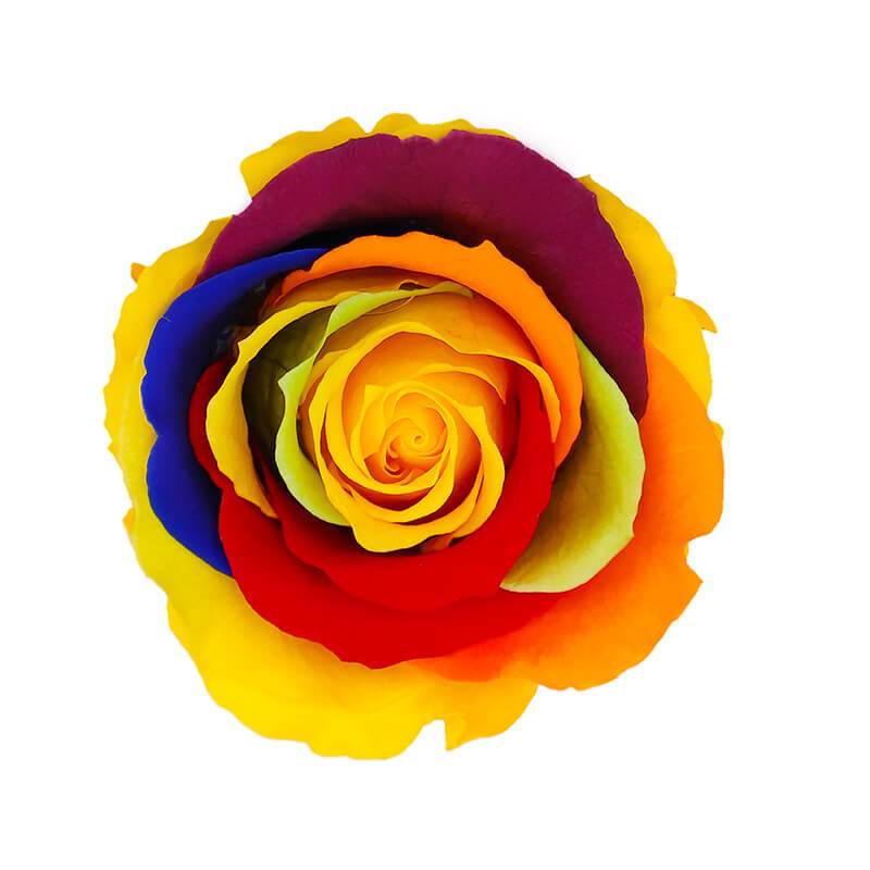 144 Blooms Rainbow Colors Wholesale Preserved Roses Le Jardin Infini