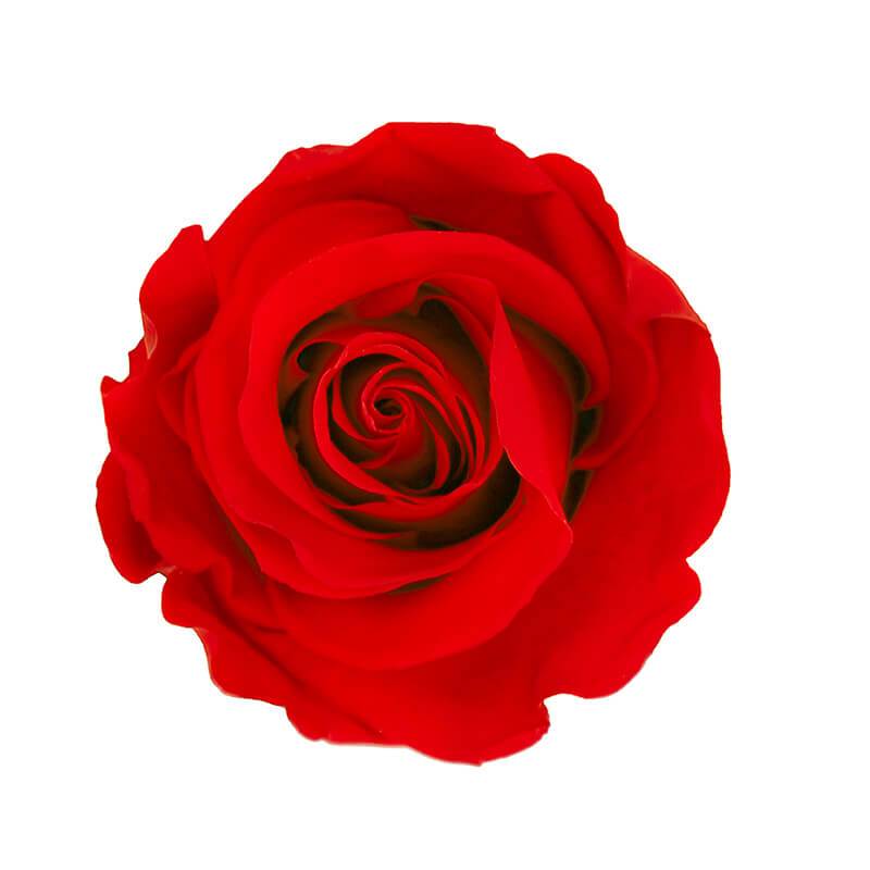 144 Blooms Red Color Wholesale Preserved Roses Le Jardin Infini