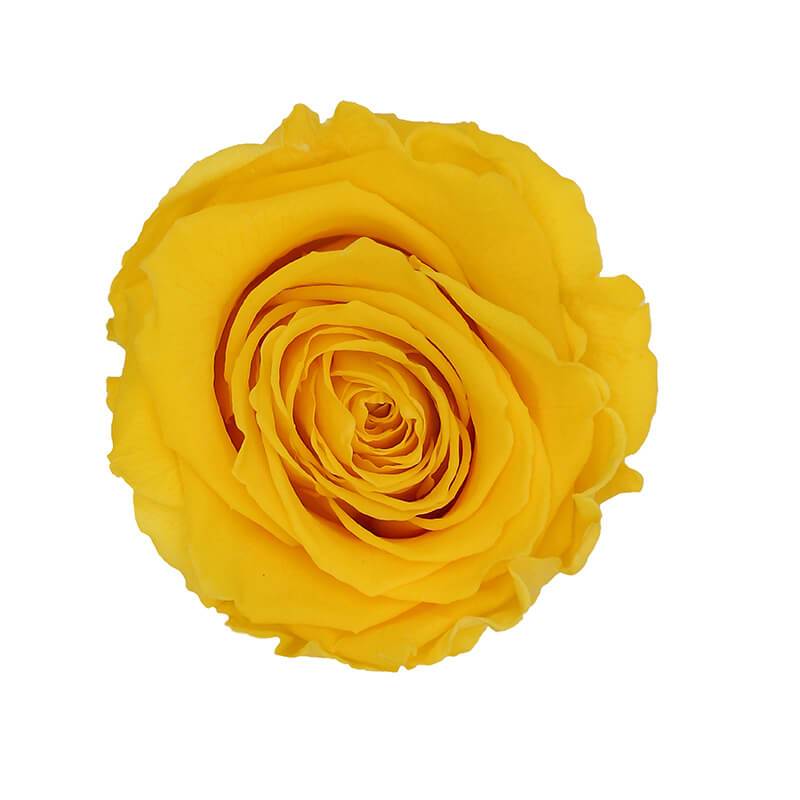 144 Blooms Warm Yellow Color Wholesale Preserved Roses Le Jardin Infini
