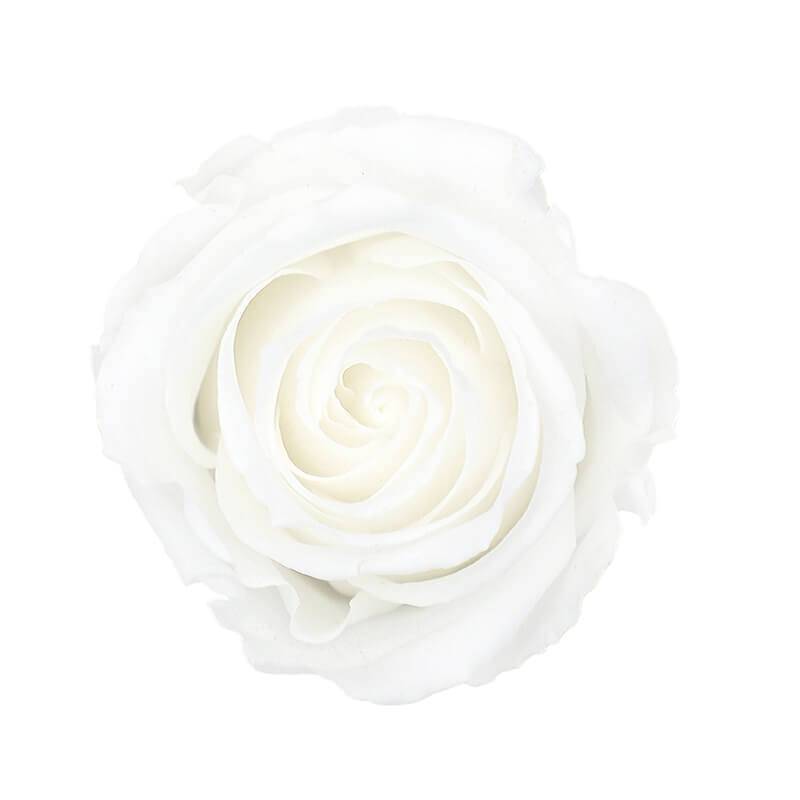 144 Blooms White Color Wholesale Preserved Roses Le Jardin Infini
