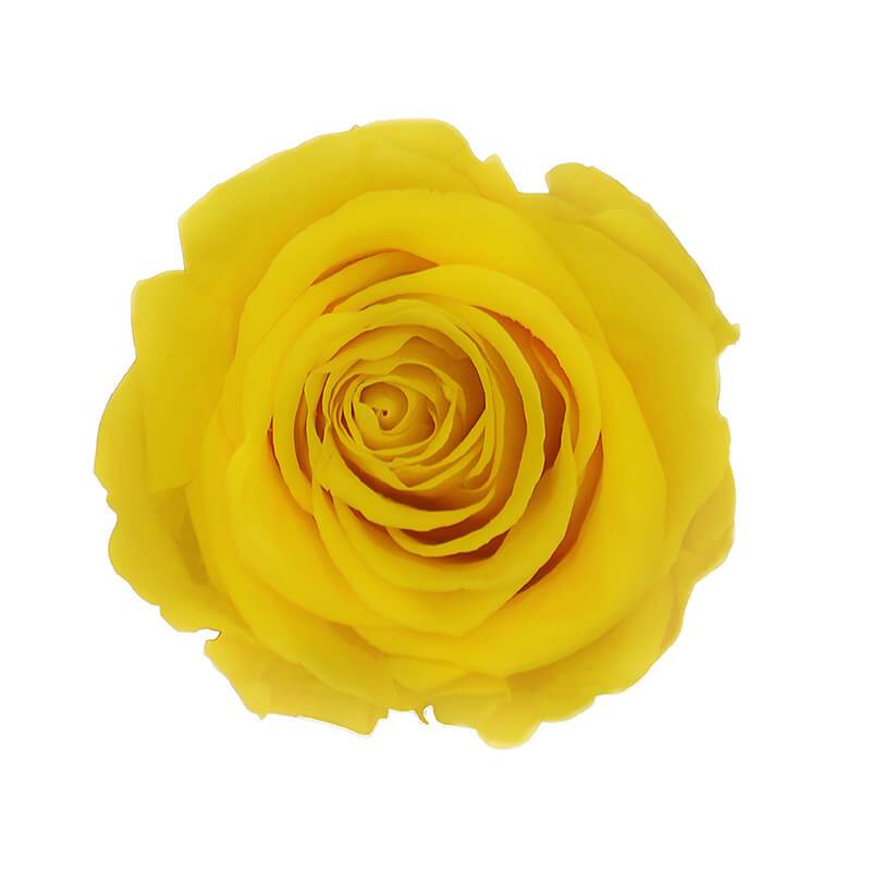 144 Blooms Bright Yellow Color Wholesale Preserved Roses Le Jardin Infini