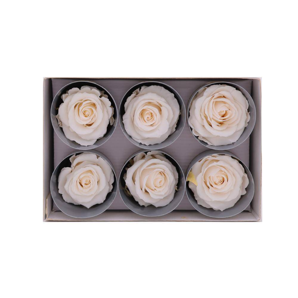 36 Champagne Wholesale Preserved Roses 6X6 Roses That Last a Year