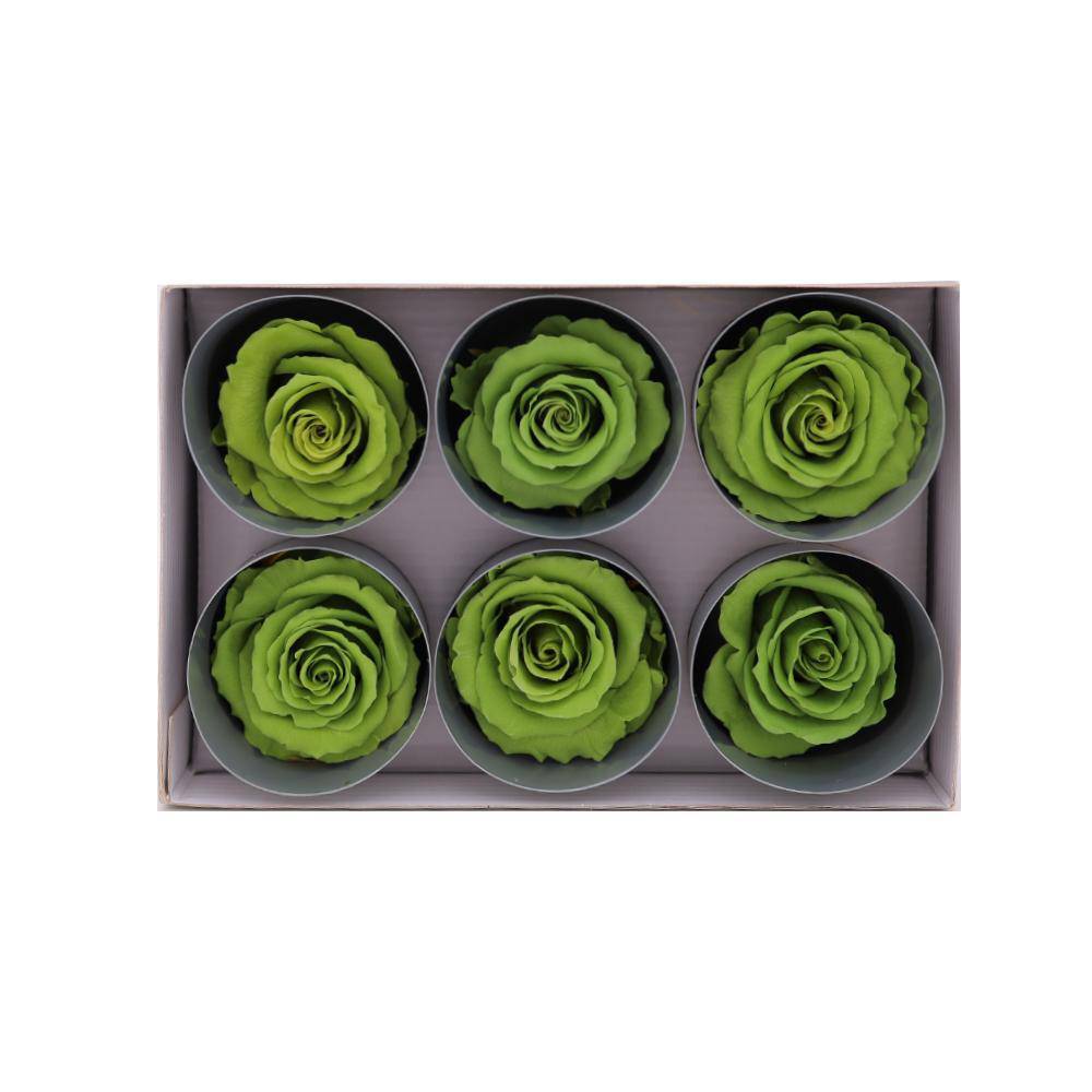 36 Green Wholesale Preserved Roses 6X6 Roses That Last a Year
