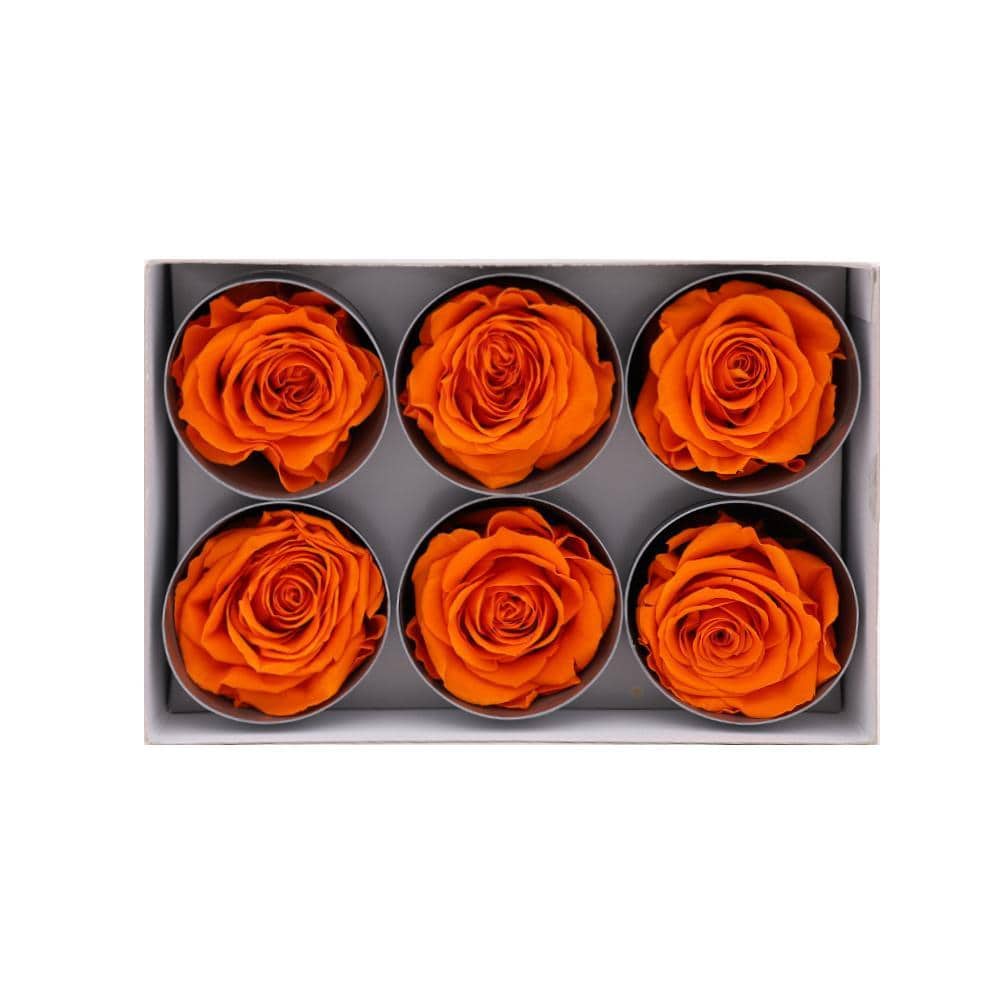 36 Orange Wholesale Preserved Roses 6X6 Roses That Last a Year
