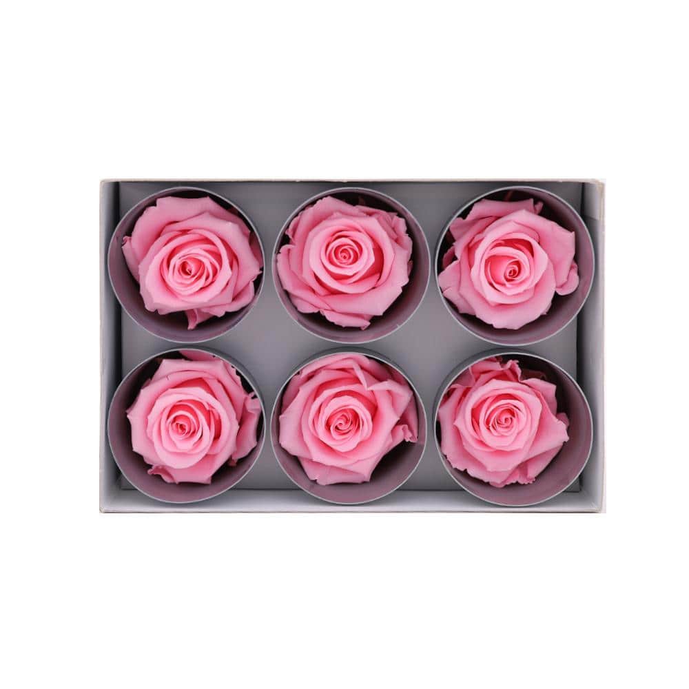 36 Pastel Pink Wholesale Preserved Roses 6X6 Roses That Last a Year