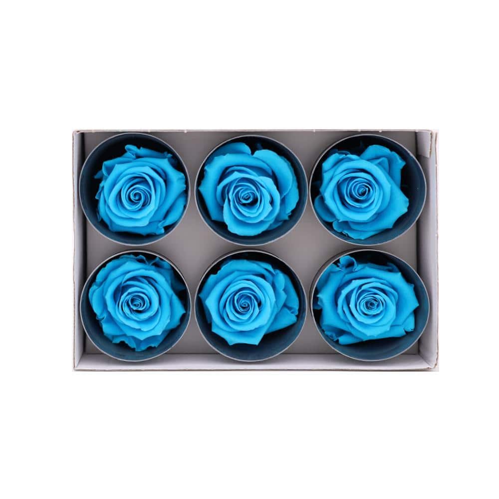 36 Turquoise Wholesale Preserved Roses 6X6 Roses That Last a Year