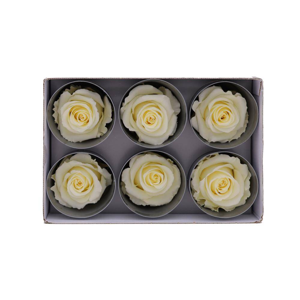 36 Vanilla Wholesale Preserved Roses 6X6 Roses That Last a Year