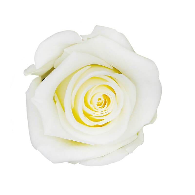 144 Blooms Vanilla Cream Color Wholesale Preserved Roses Le Jardin Infini