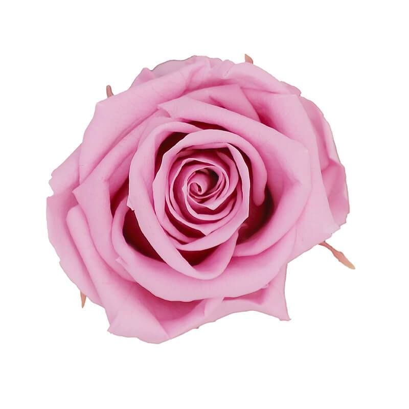 144 Blooms Vintage Pink Color Wholesale Preserved Roses Le Jardin Infini